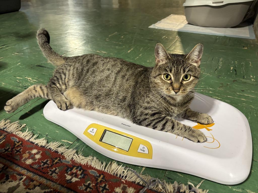 Stella, a Adoptable Domestic Short Hair in Queenstown, MD image 6/6