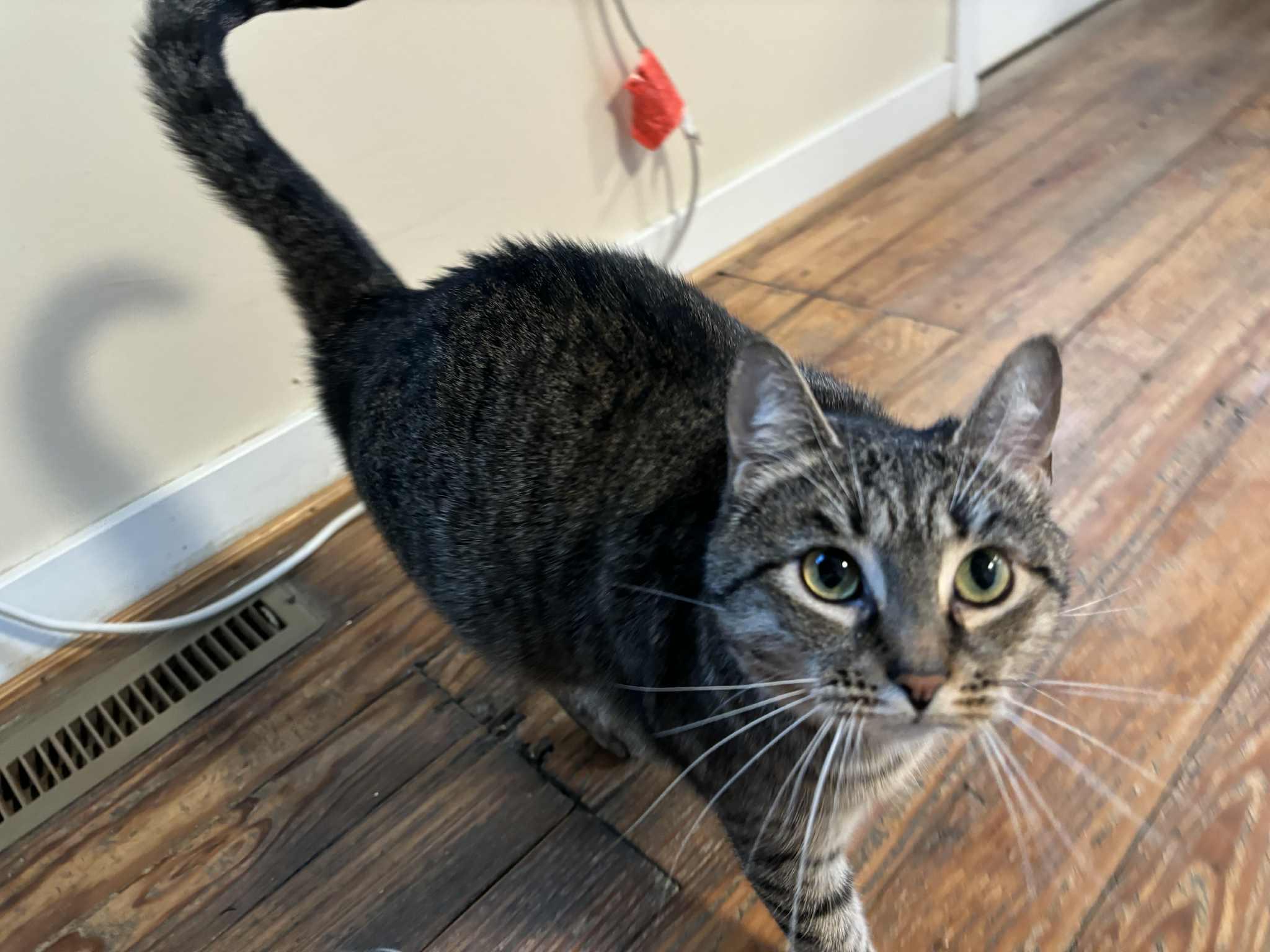 Stella, a Adoptable Domestic Short Hair in Queenstown, MD image 2/6