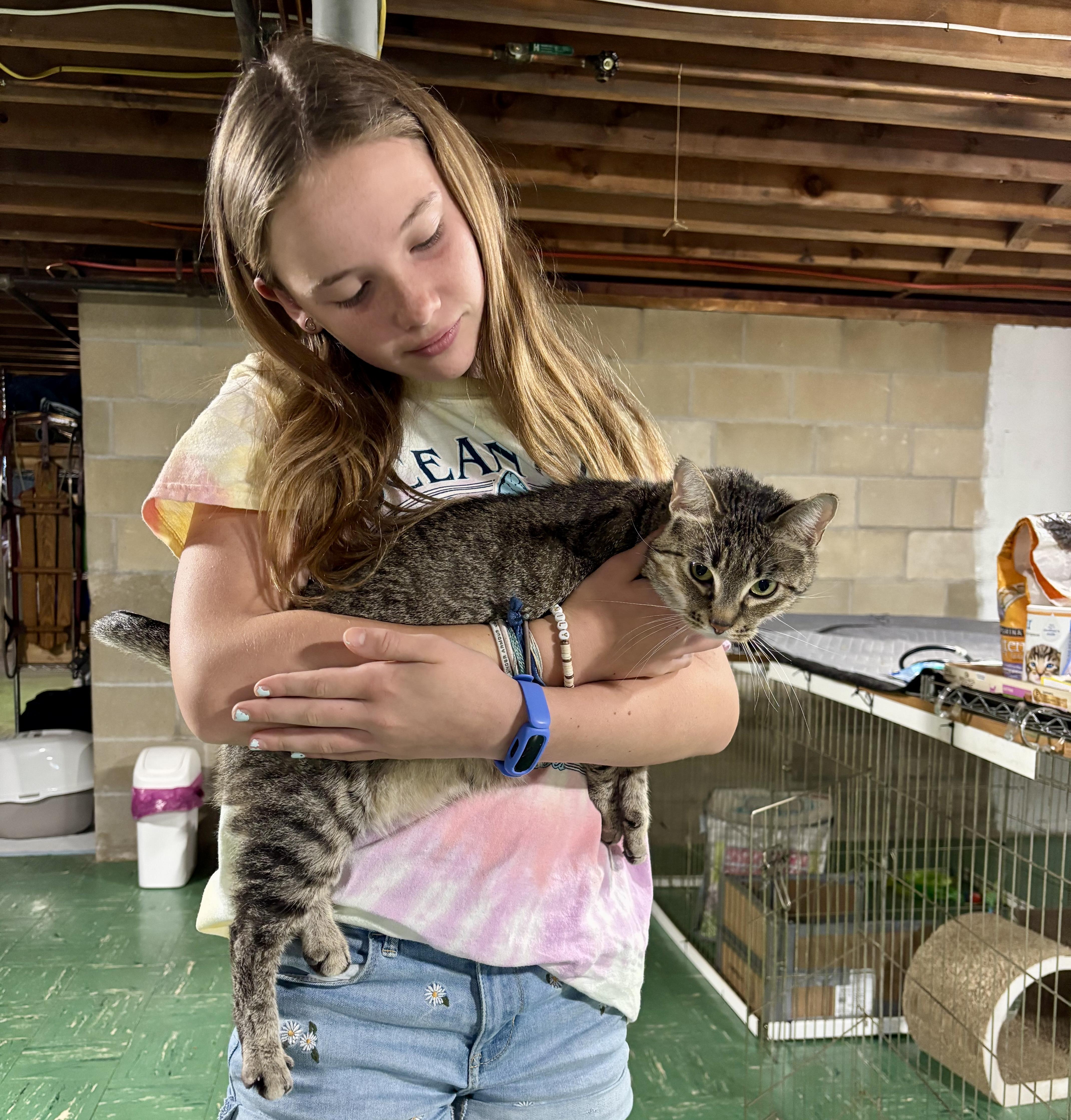 Stella, a Adoptable Domestic Short Hair in Queenstown, MD image 4/6