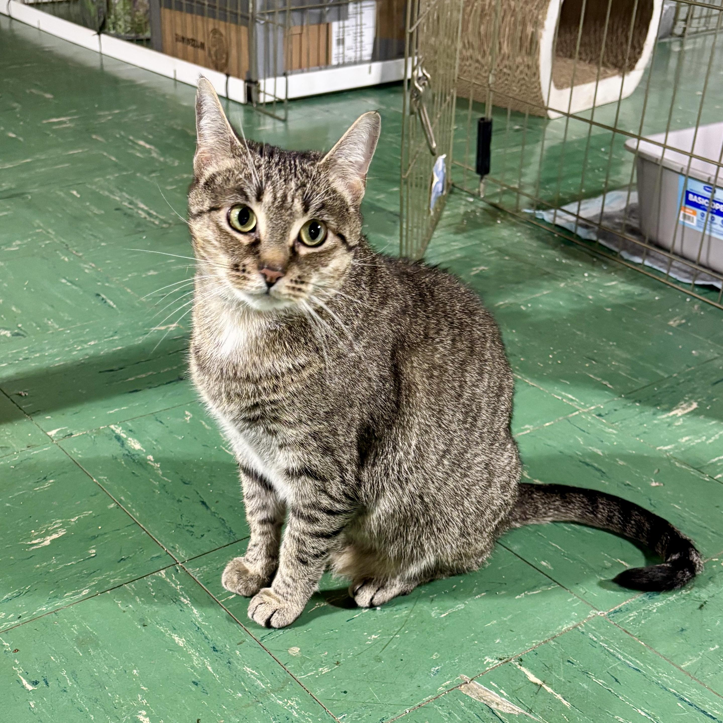 Stella, a Adoptable Domestic Short Hair in Queenstown, MD image 3/6