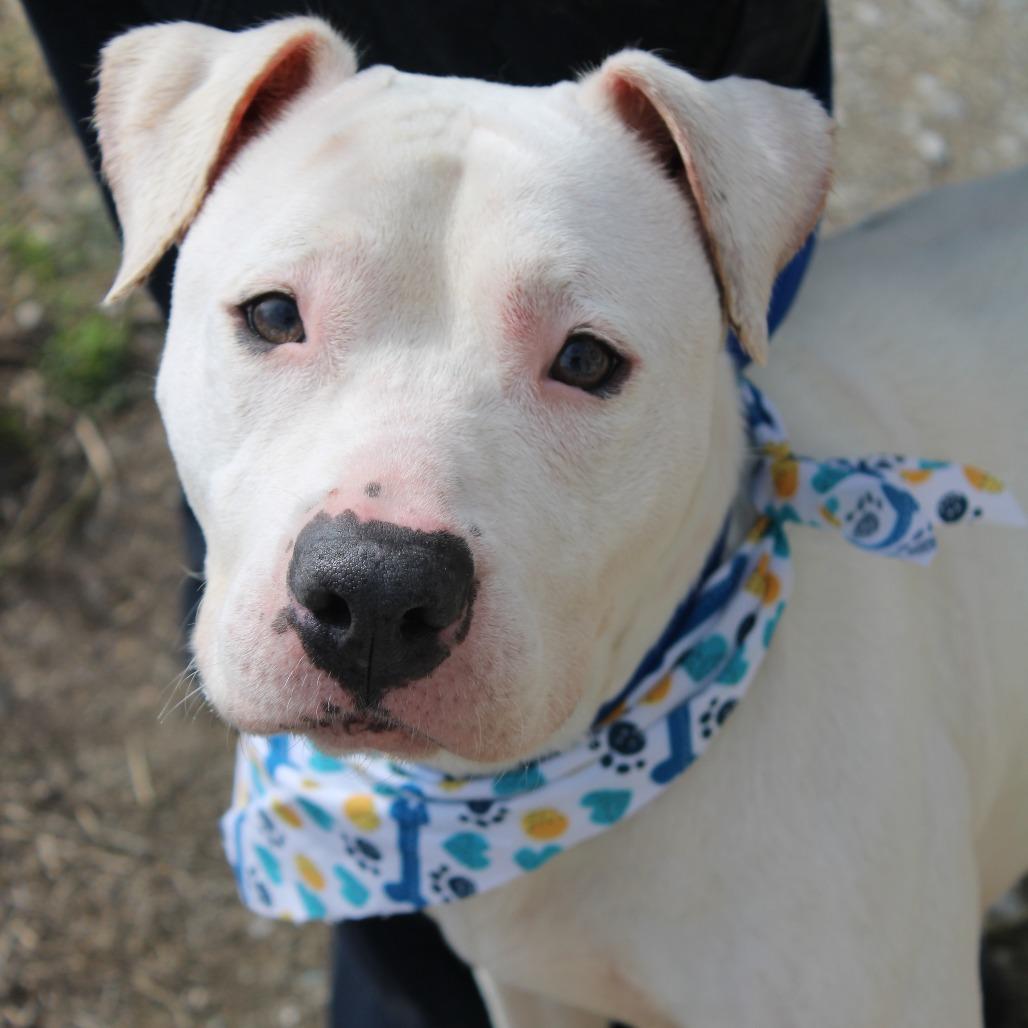 Raggedy Ann, Adoptable, Adult Female Pit Bull Terrier.