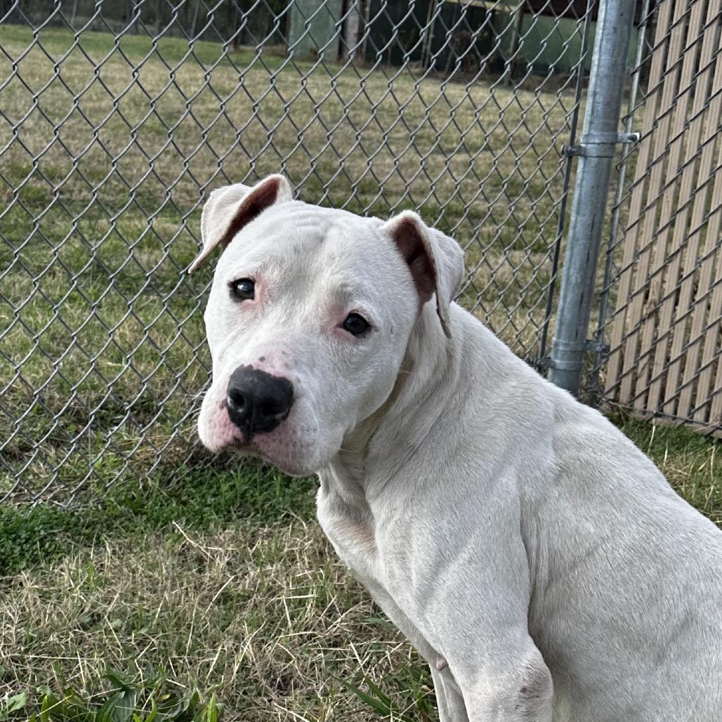 Raggedy Ann, a Adoptable Pit Bull Terrier in Cleveland, MS image 2/6