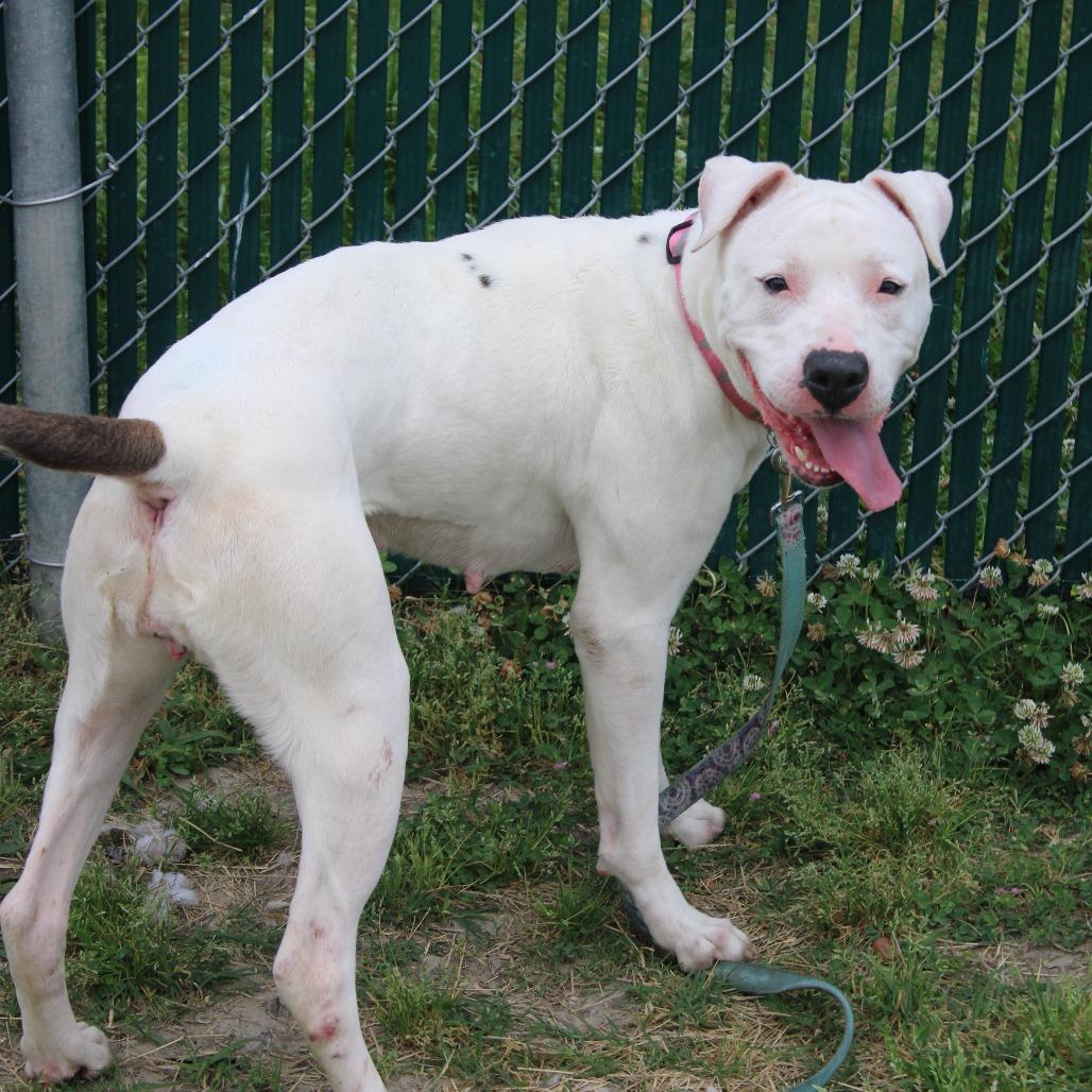 Enlarge Raggedy Ann, a Adoptable mixed breed in Cleveland, MS image 2/5