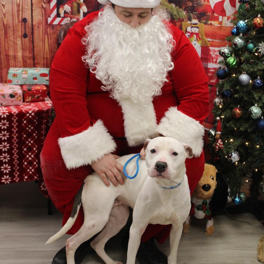 Raggedy Ann, a Adoptable Pit Bull Terrier in Cleveland, MS image 4/6