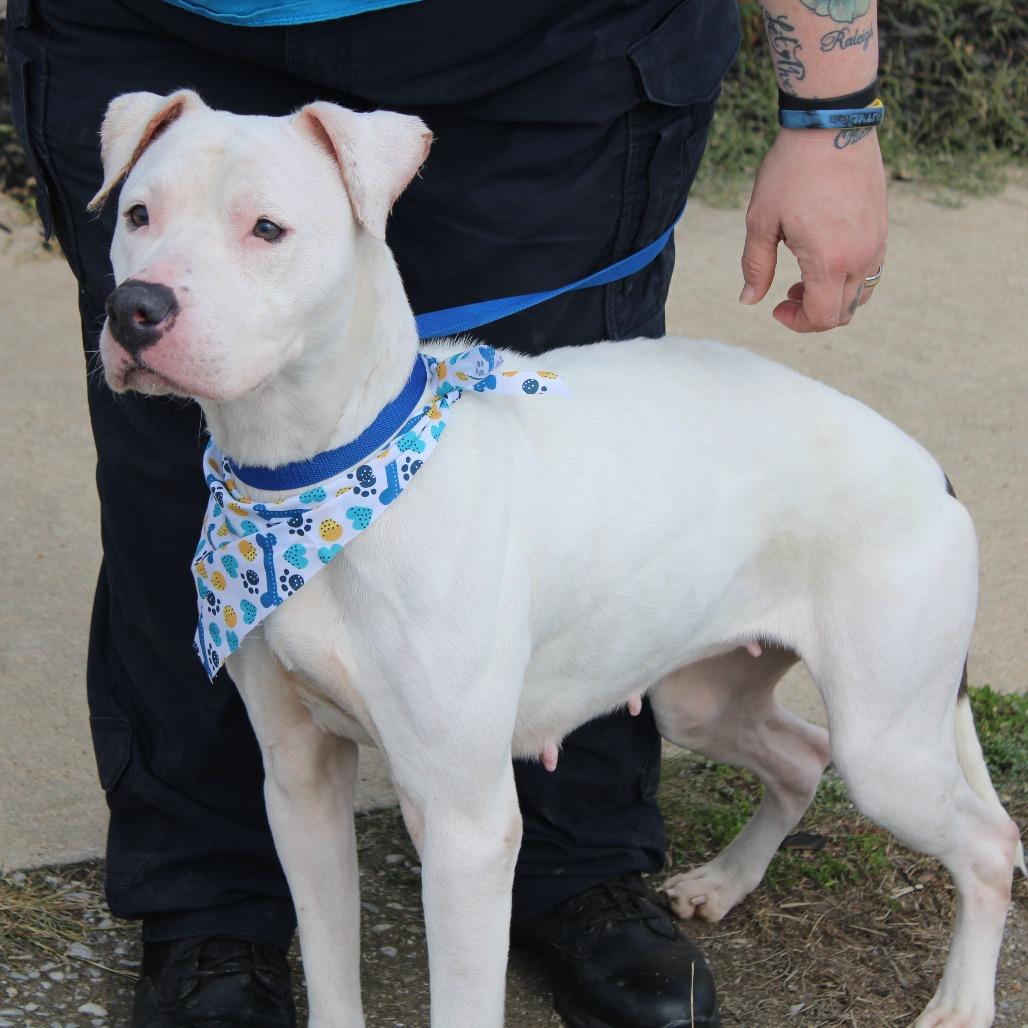 Raggedy Ann, a Adoptable Pit Bull Terrier in Cleveland, MS image 5/6