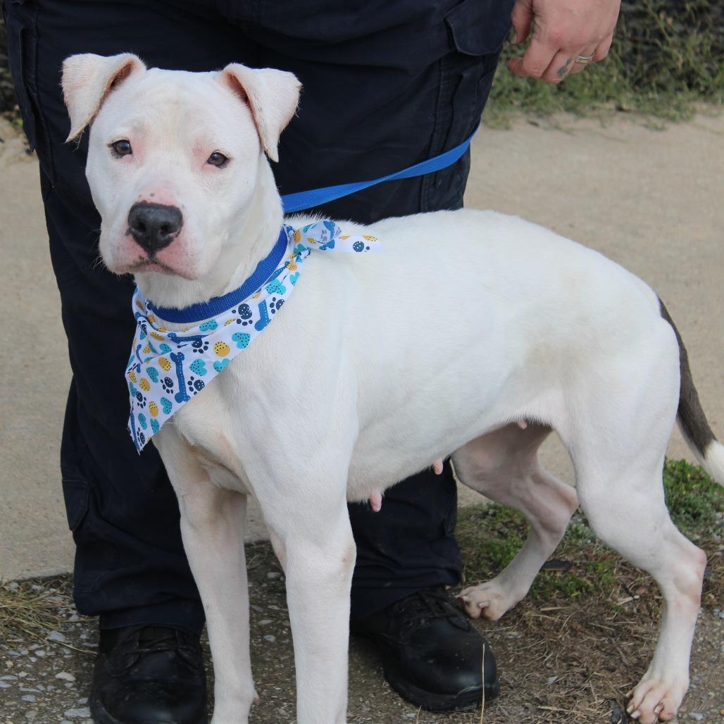 Raggedy Ann, a Adoptable Pit Bull Terrier in Cleveland, MS image 6/6
