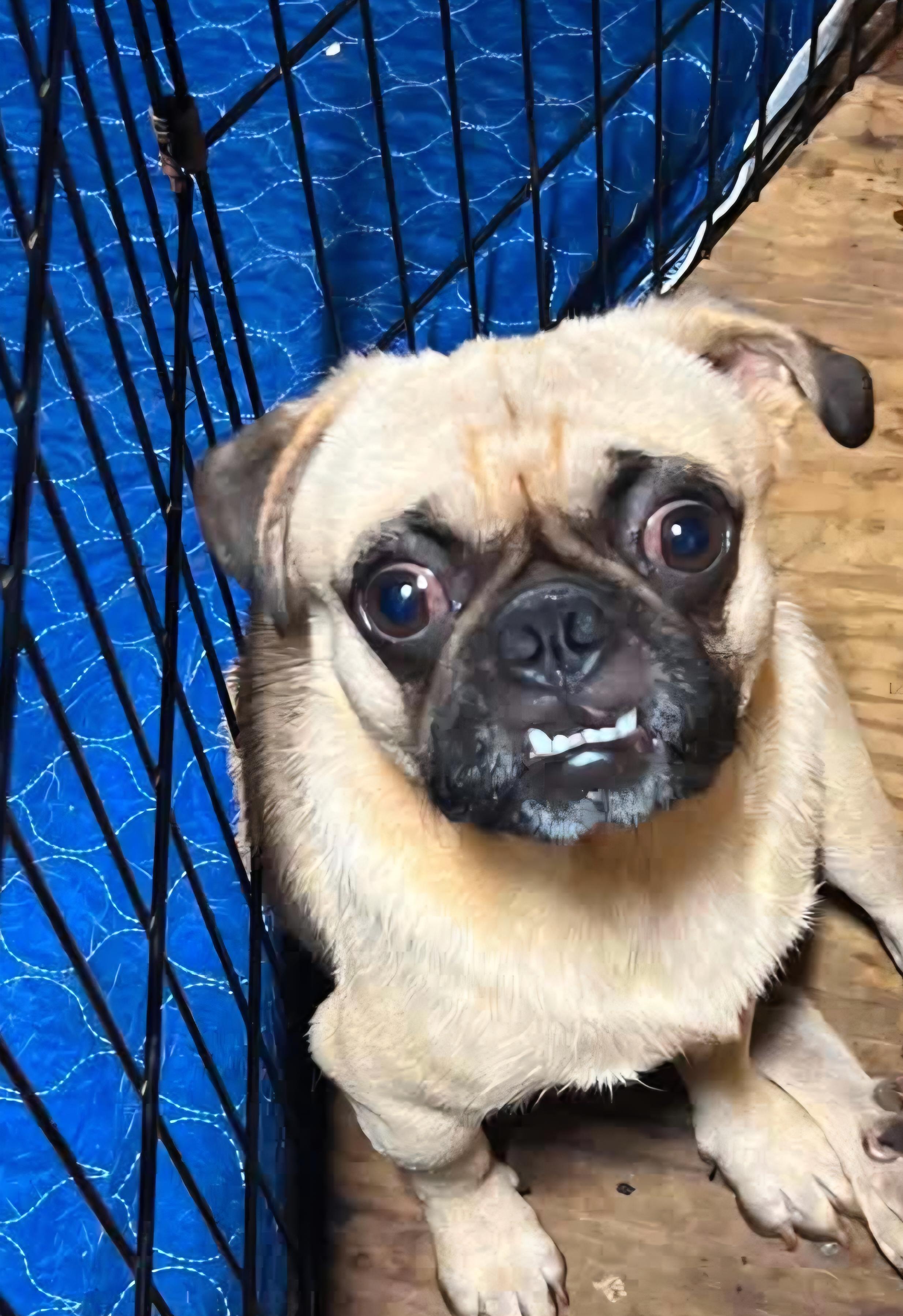 Thurston, a Adoptable Pug in Roseburg, OR image 4/4