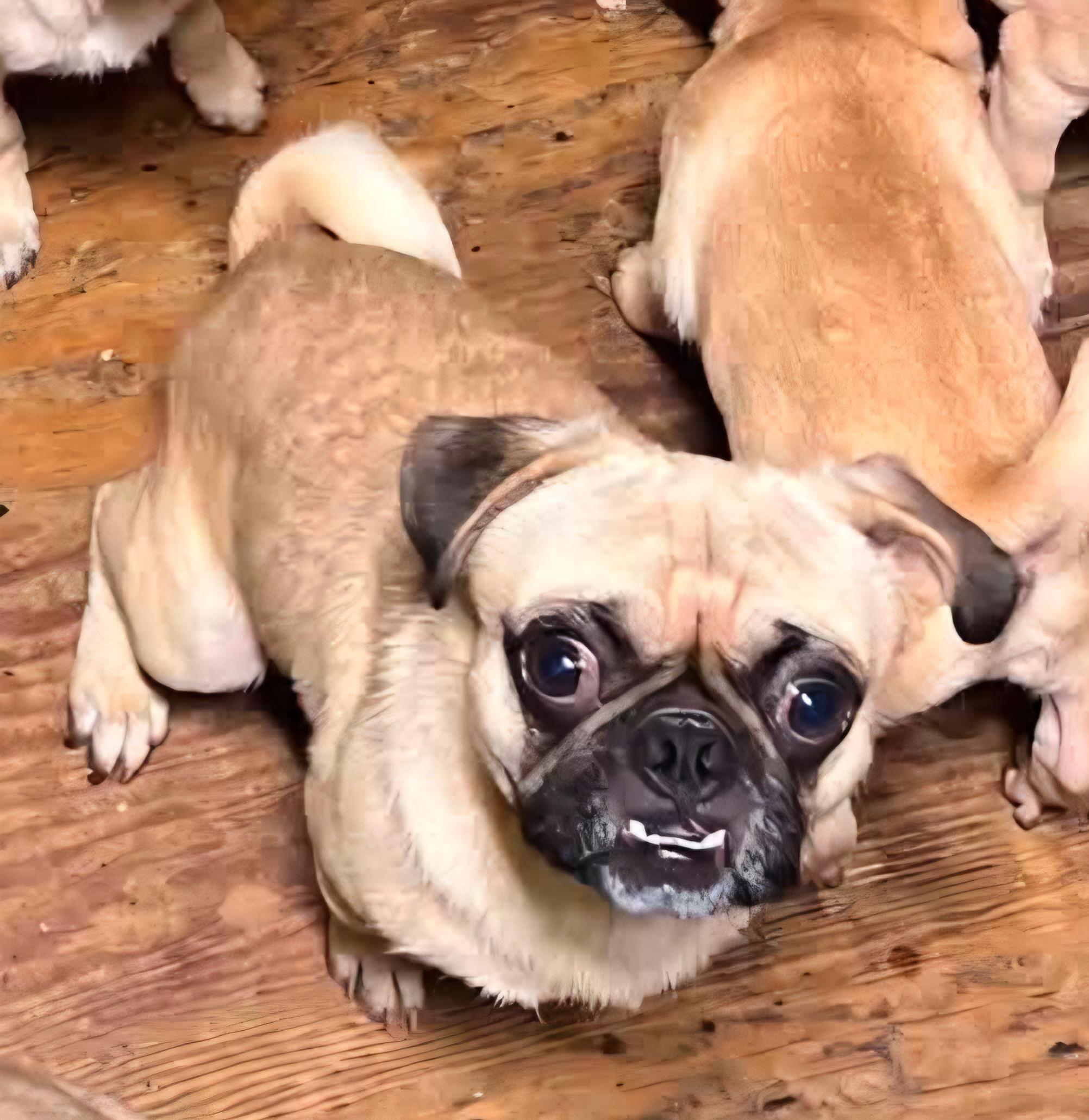 Thurston, a Adoptable Pug in Roseburg, OR image 3/4