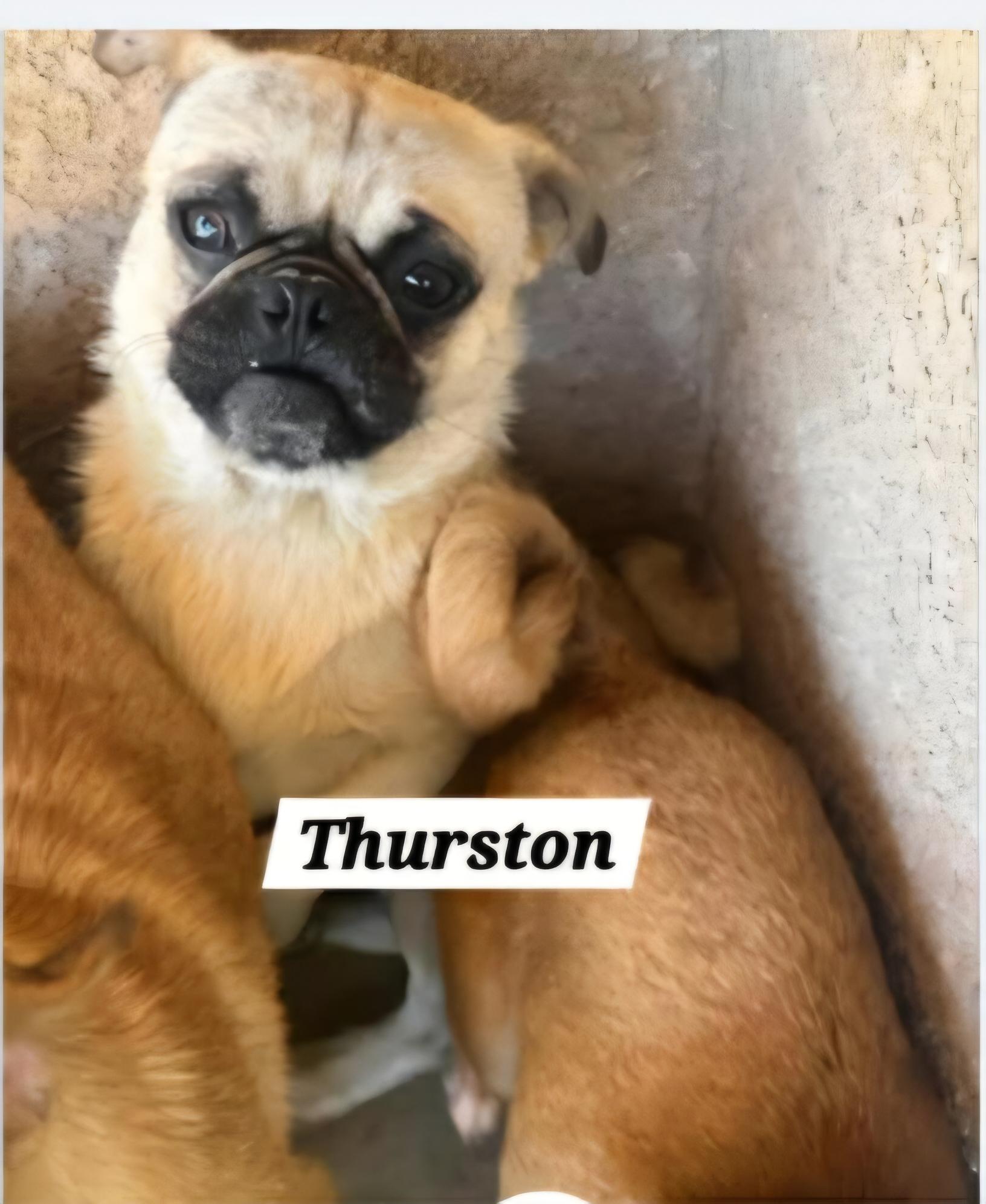 Thurston, a Adoptable Pug in Roseburg, OR image 2/4