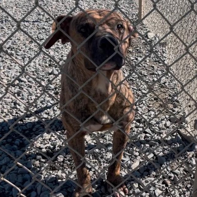 Petrie, Adoptable, Adult Male Black Mouth Cur & Terrier.