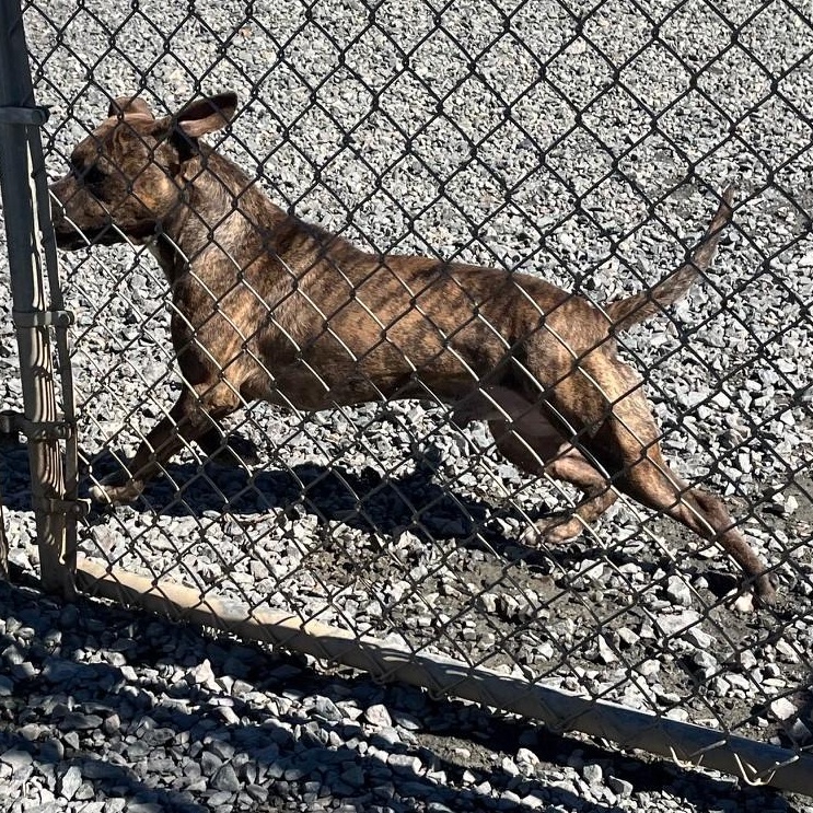 Enlarge Petrie, a Adoptable mixed breed in Clarksville, VA image 4/6
