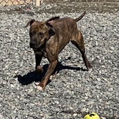 Enlarge Petrie, a Adoptable mixed breed in Clarksville, VA image 3/6
