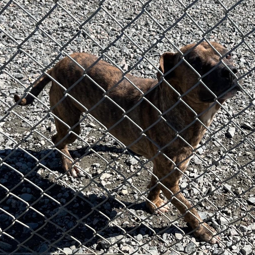 Enlarge Petrie, a Adoptable mixed breed in Clarksville, VA image 5/6