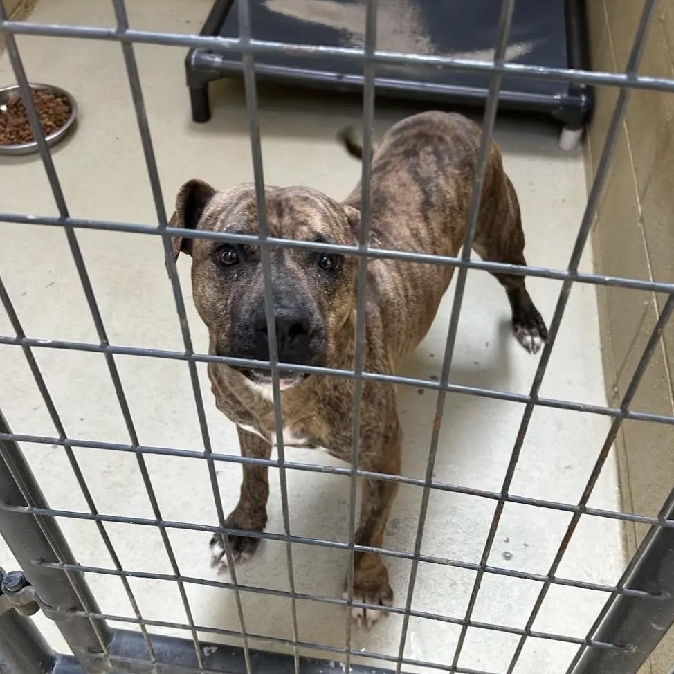 Petrie, Adoptable, Adult Male Black Mouth Cur & Terrier.