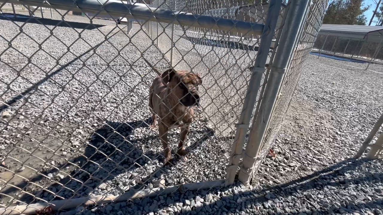 Enlarge Petrie, a Adoptable mixed breed in Clarksville, VA video 6/6