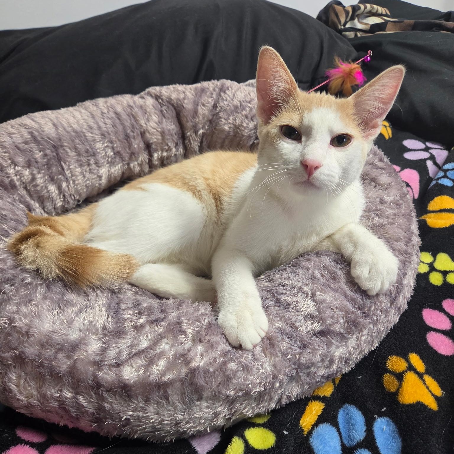 Avery, ADOPTABLE, Kitten Male Domestic Short Hair.