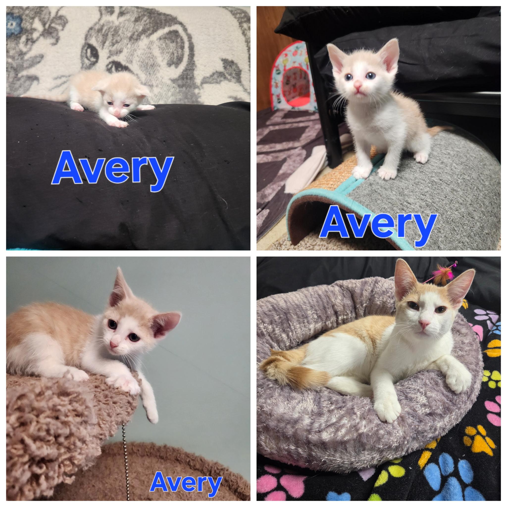 Enlarge Avery, a ADOPTABLE Domestic Short Hair in Richfield , MN image 4/4