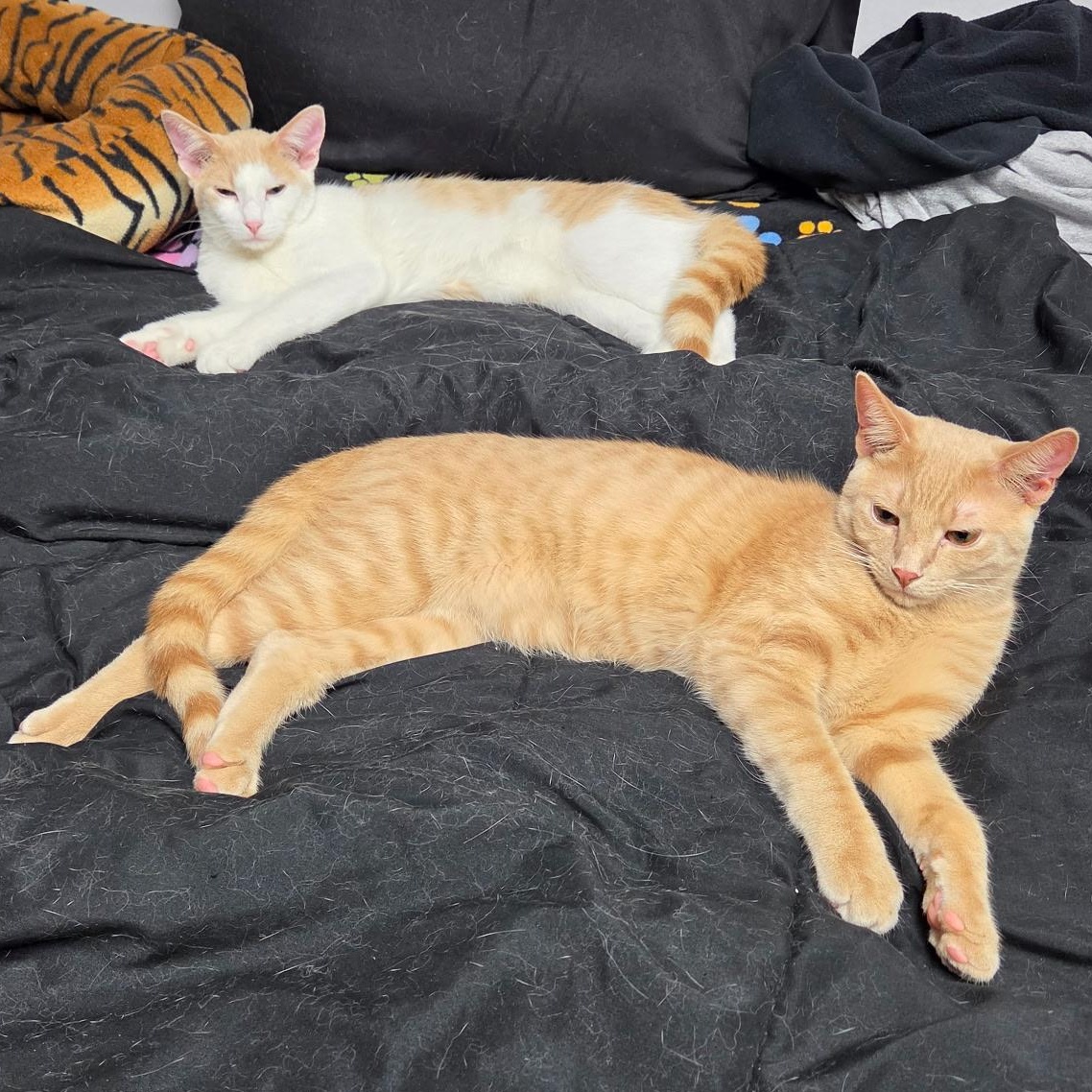 Enlarge Avery, a ADOPTABLE Domestic Short Hair in Richfield , MN image 3/4
