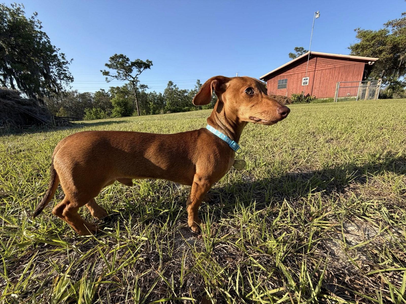 Rocket, Adopted, Puppy Male Dachshund.