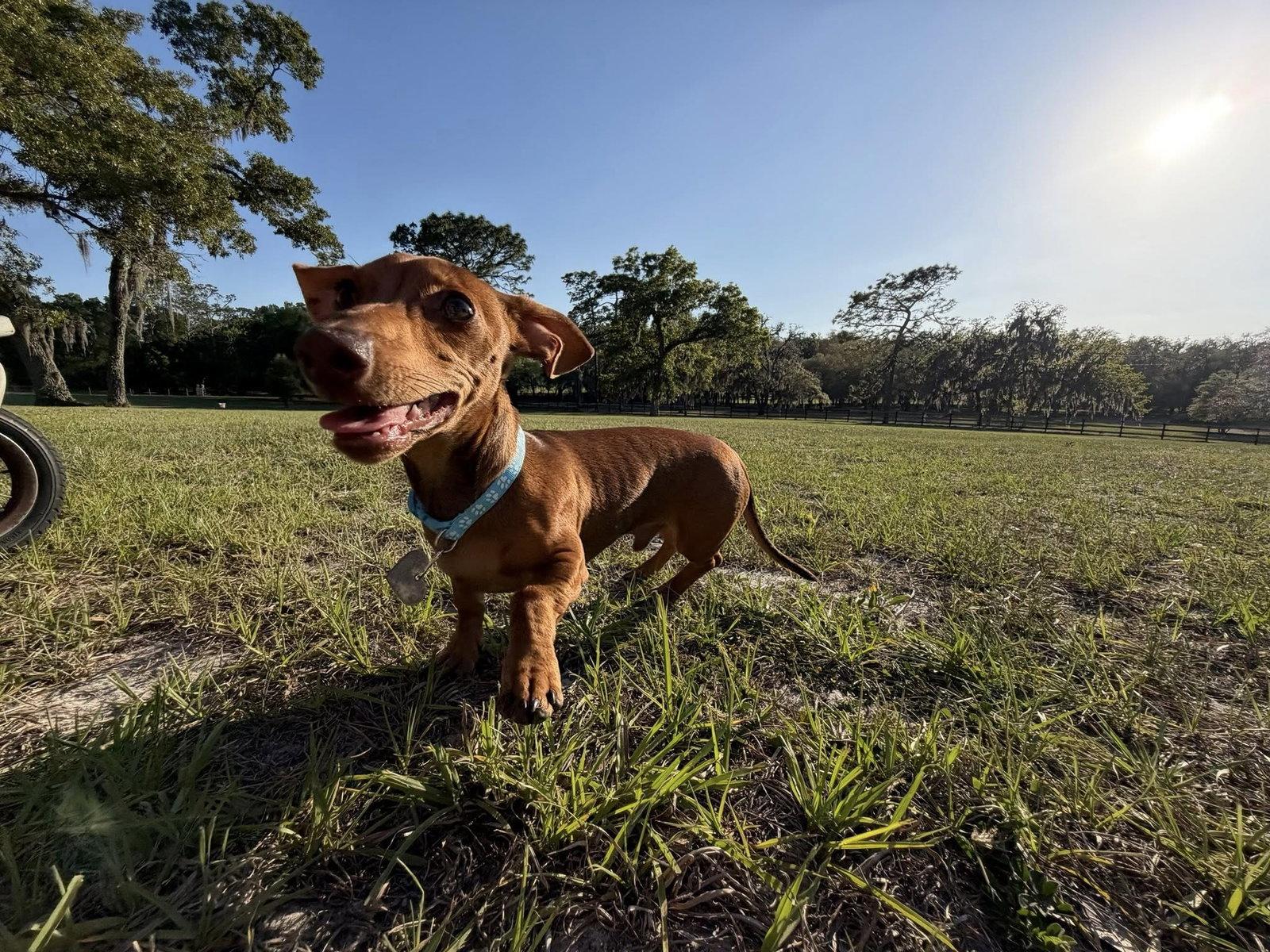 Enlarge Rocket, a Adopted Dachshund in Jacksonville, FL image 2/3