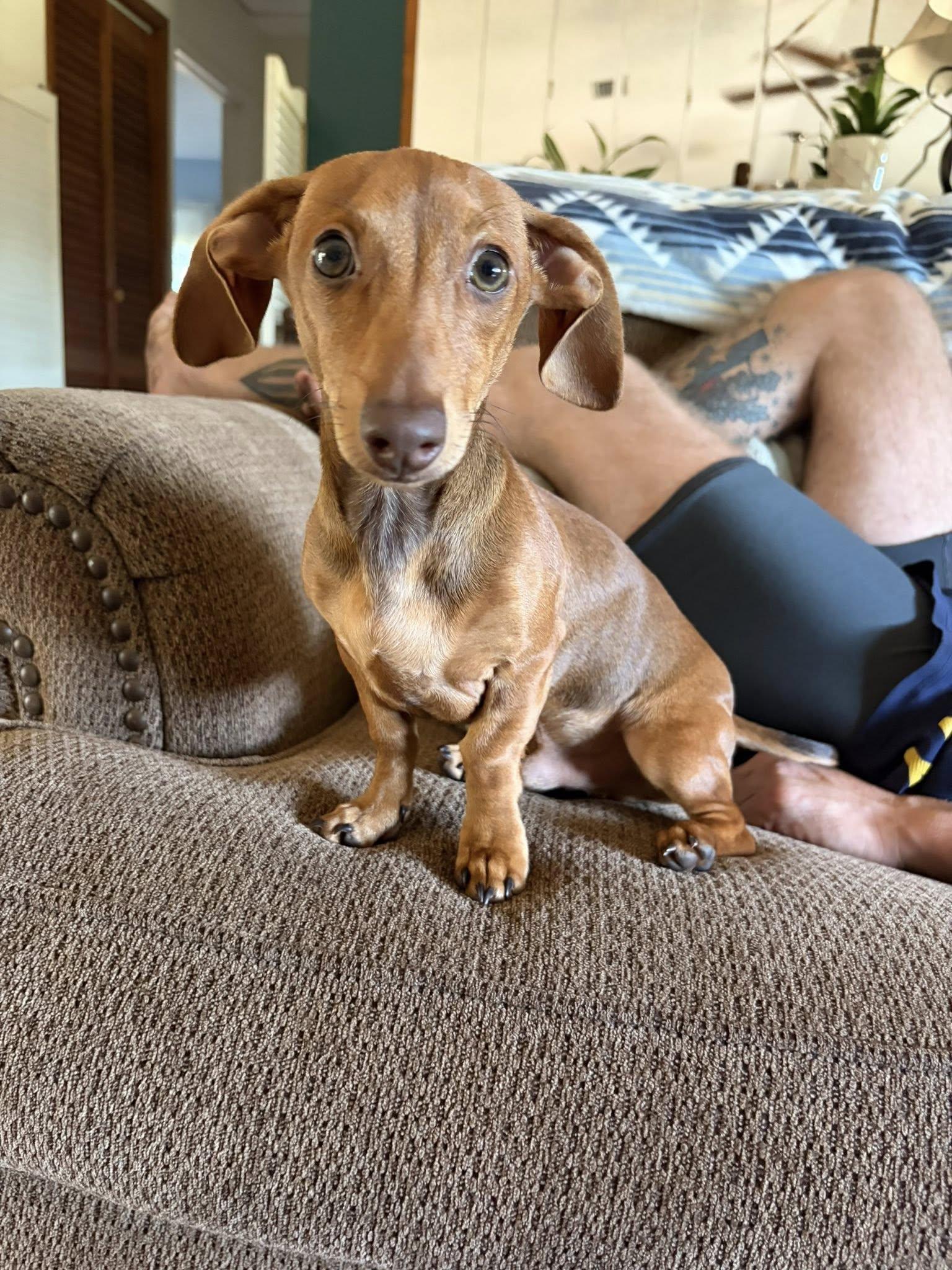 Enlarge Rocket, a Adopted Dachshund in Jacksonville, FL image 3/3