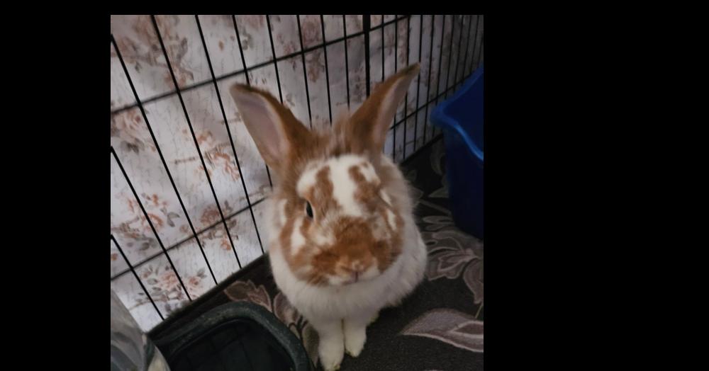 Mr. Pickles, Adoptable, Adult Male English Spot & Lionhead.