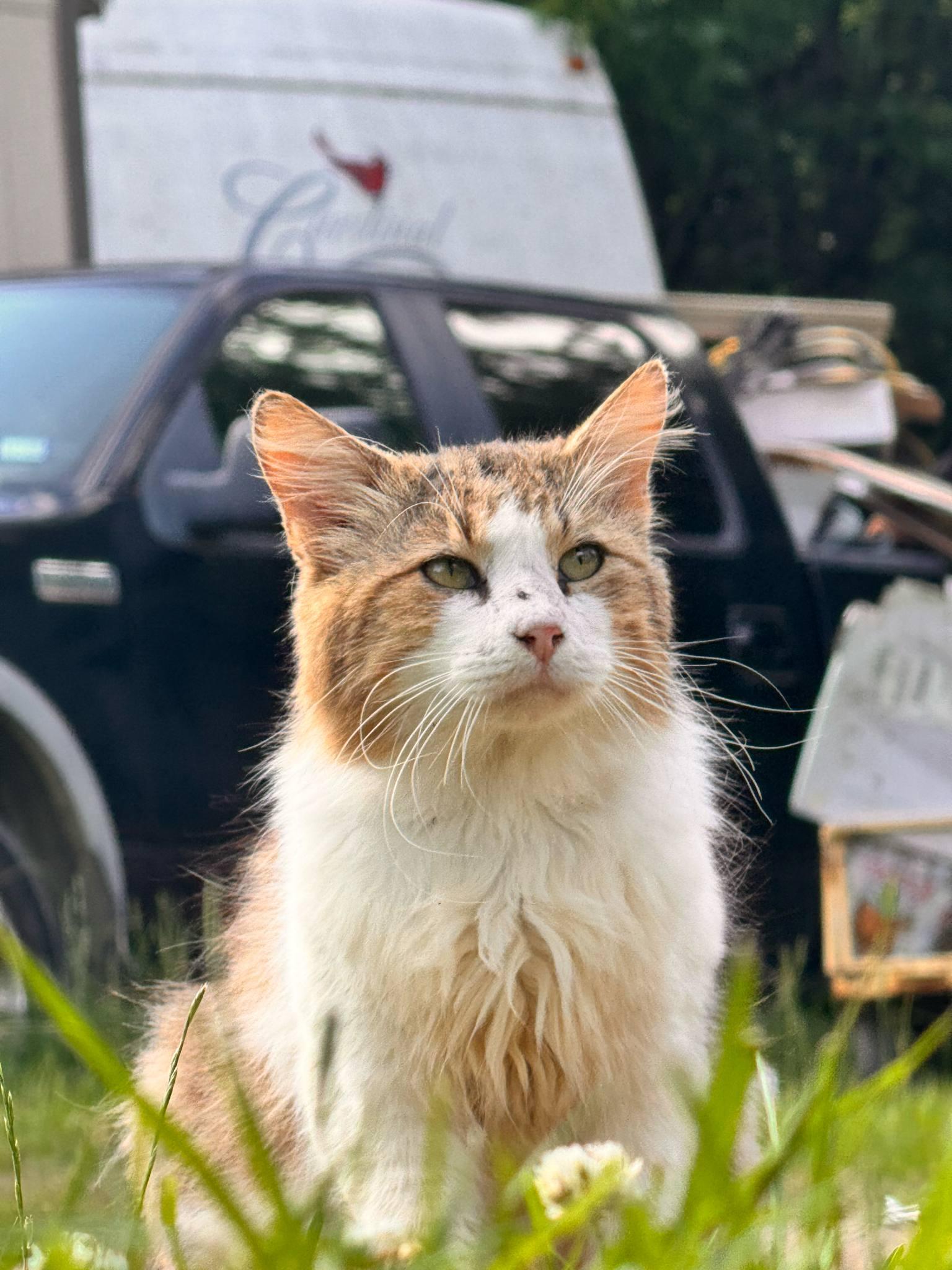 Oscar, a Adoptable Domestic Long Hair in Mount Pleasant, TX image 1/2