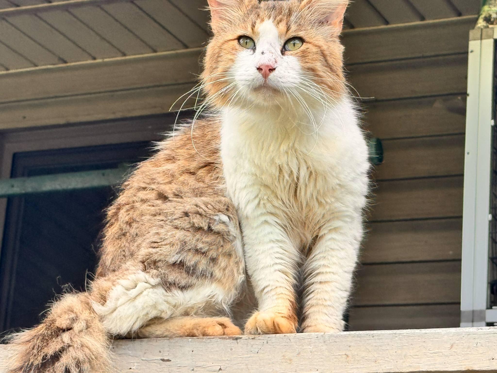 Oscar, a Adoptable Domestic Long Hair in Mount Pleasant, TX image 2/2