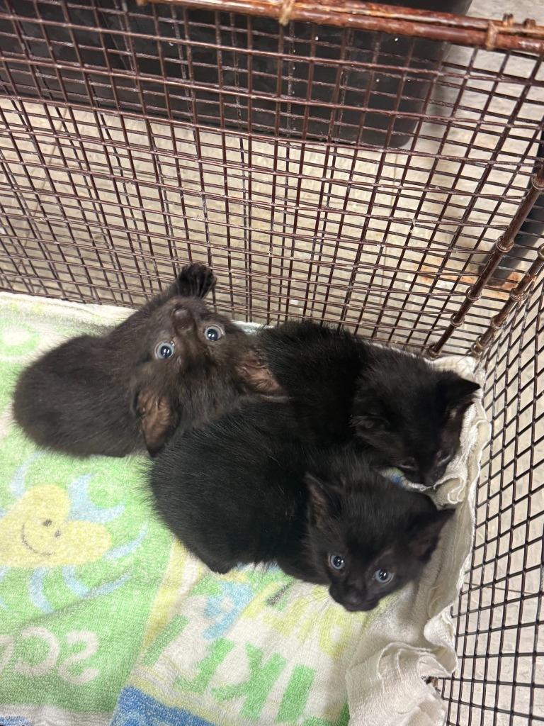 26-1136C, Adoptable, Kitten Male Domestic Short Hair.