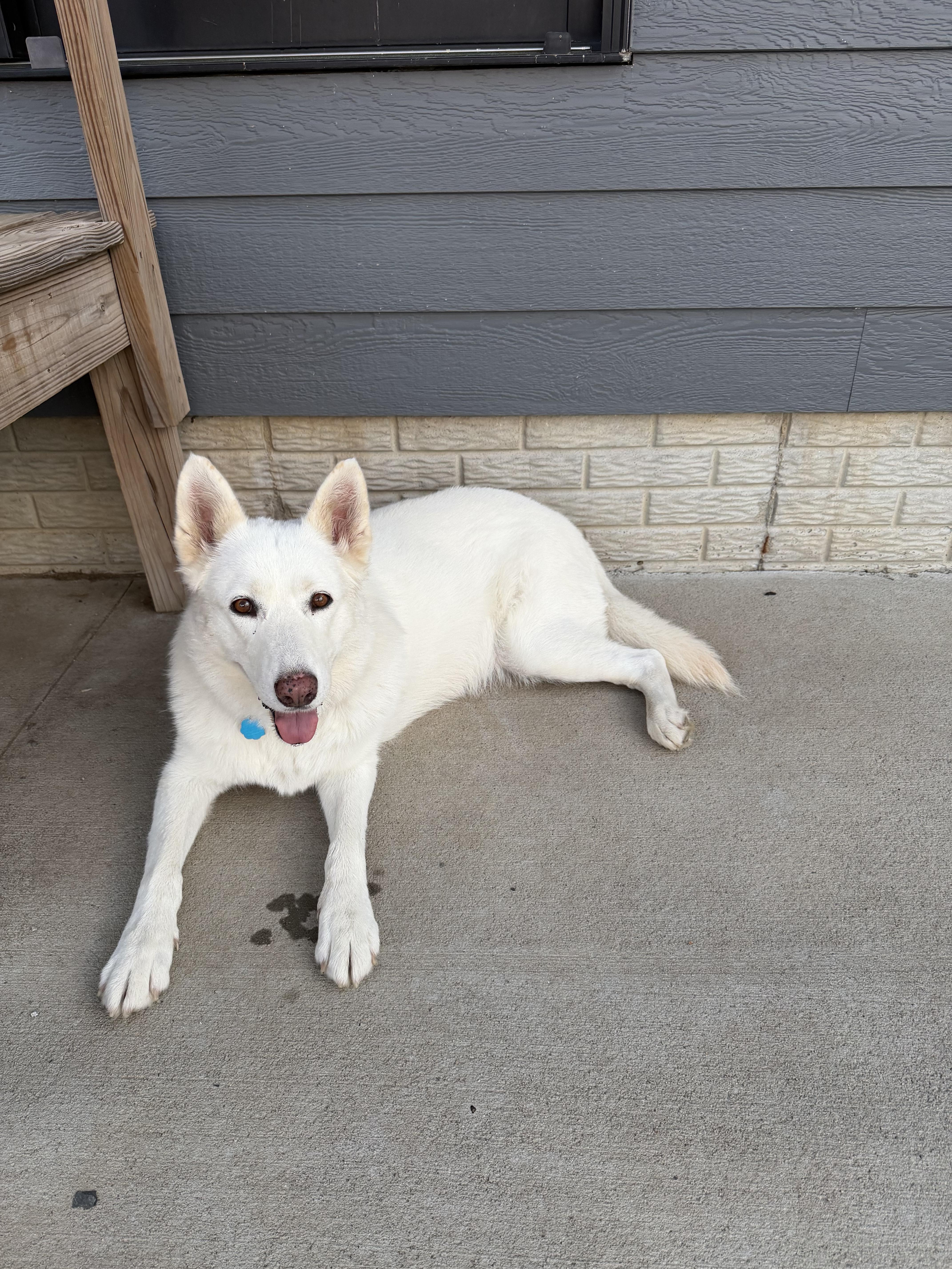 Enlarge Clara, a Adoptable German Shepherd Dog in Wahoo, NE image 2/4