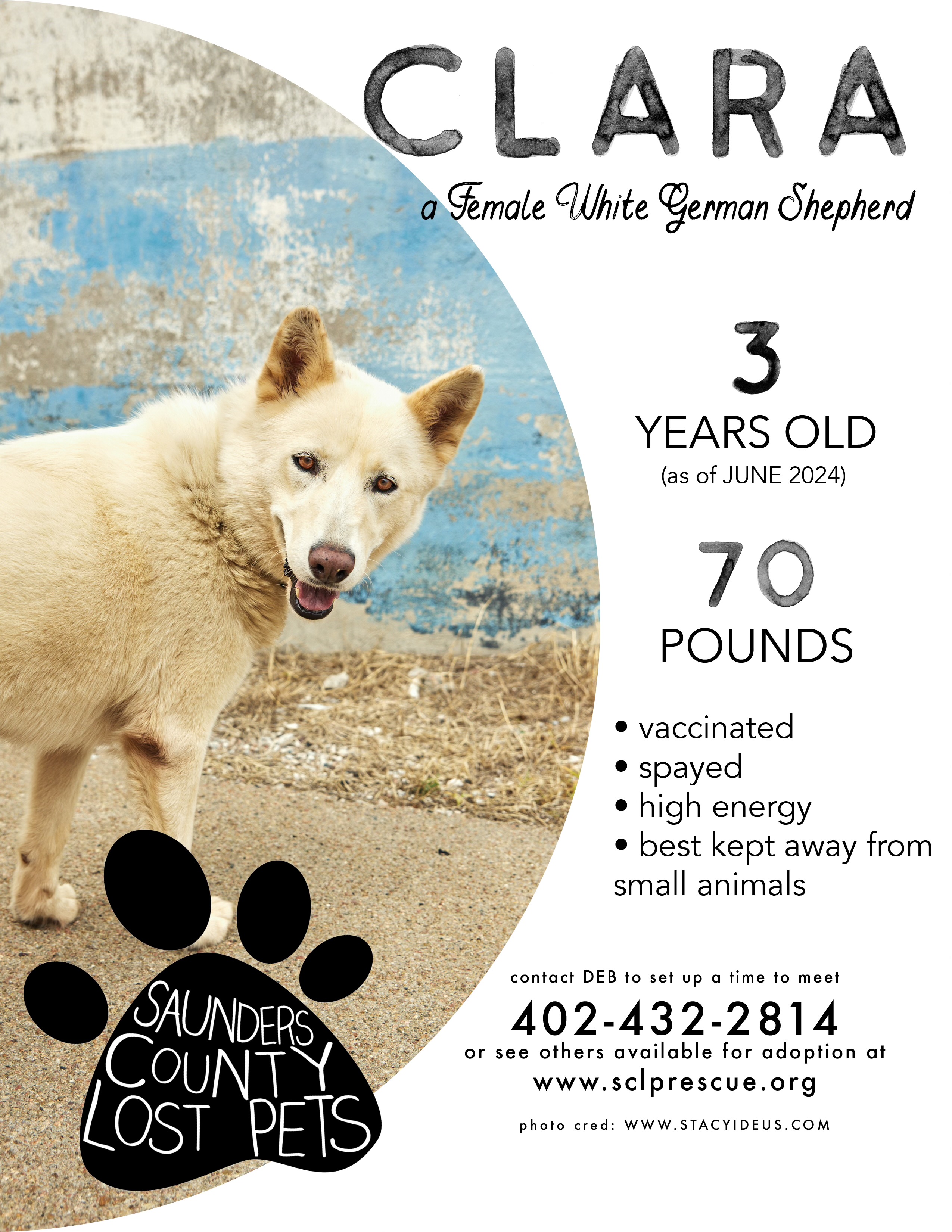 Enlarge Clara, a Adoptable German Shepherd Dog in Wahoo, NE image 3/4