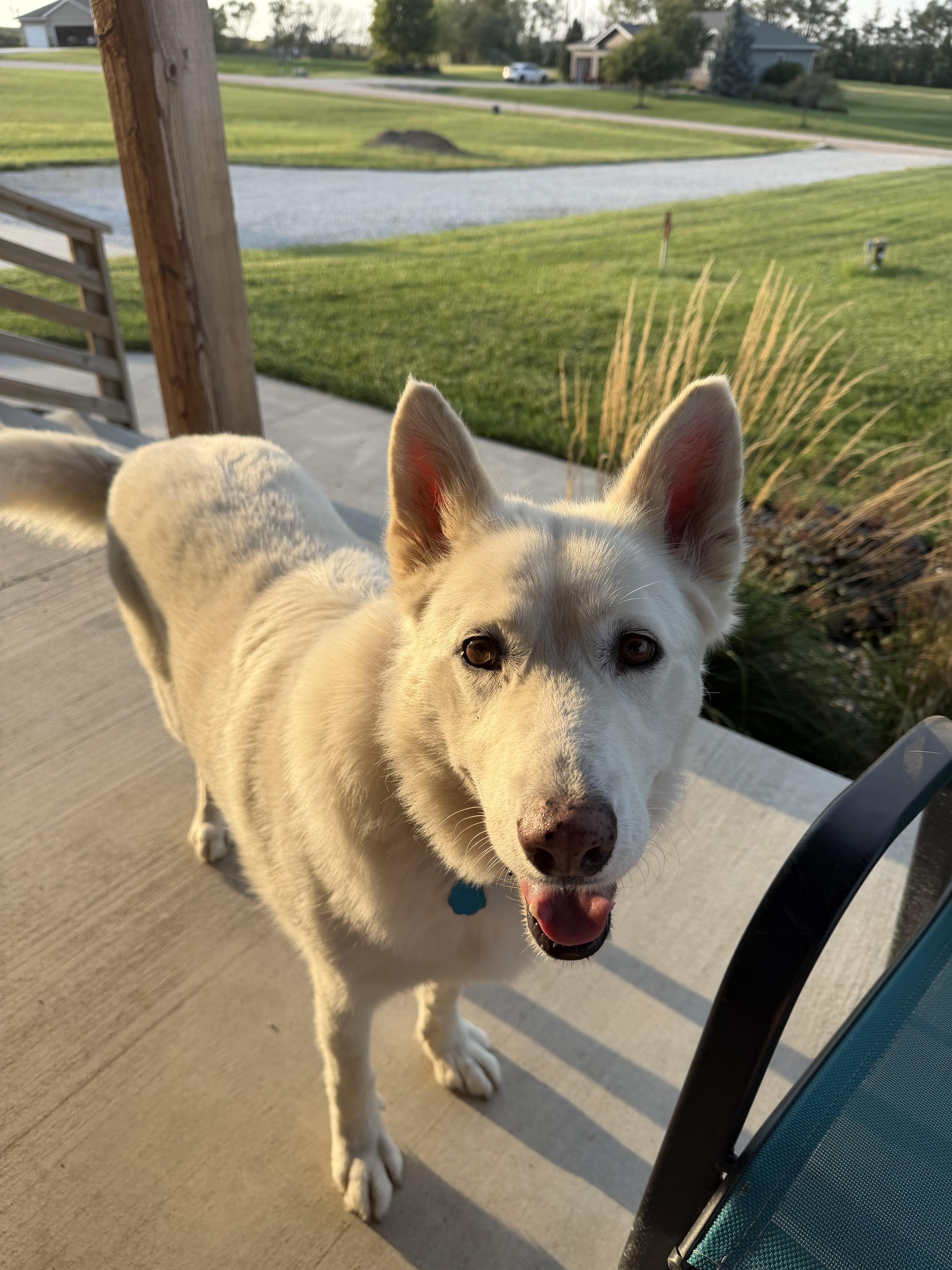 Enlarge Clara, a Adoptable German Shepherd Dog in Wahoo, NE image 4/4