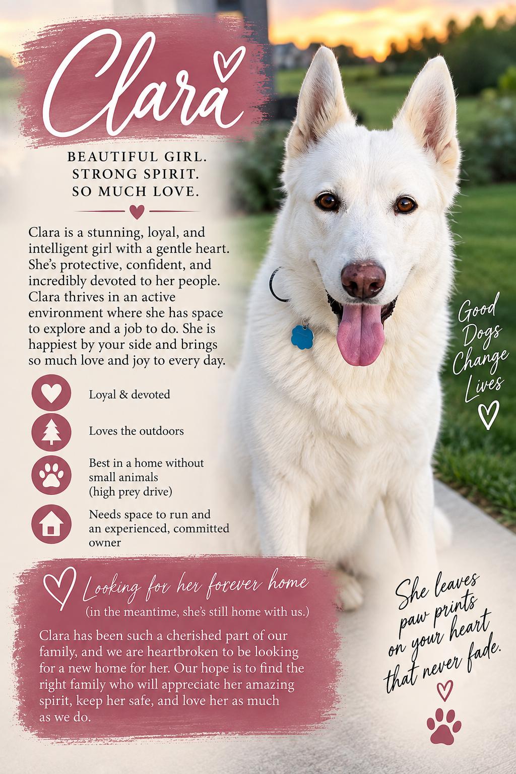 Enlarge Clara, a Adoptable German Shepherd Dog in Wahoo, NE image 1/4