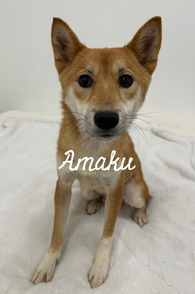 Enlarge Amaku, a Adoptable Shiba Inu in Jacksonville, IL image 1/1