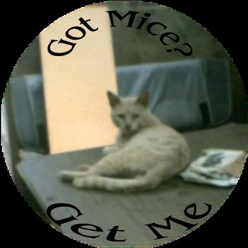 BARN CATS, a Adoptable mixed breed in Kellyville, OK image 1/6