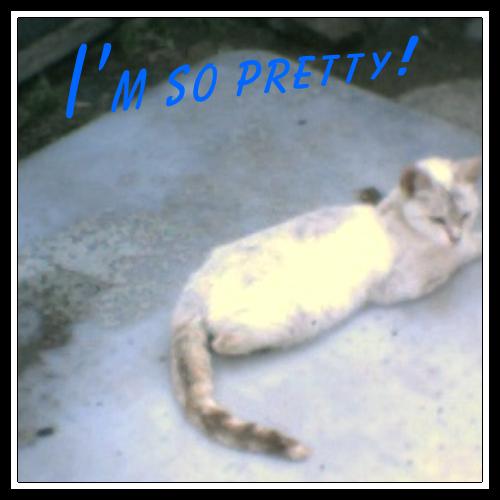 BARN CATS, a Adoptable mixed breed in Kellyville, OK image 2/6