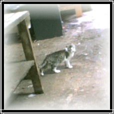 BARN CATS, a Adoptable mixed breed in Kellyville, OK image 3/6
