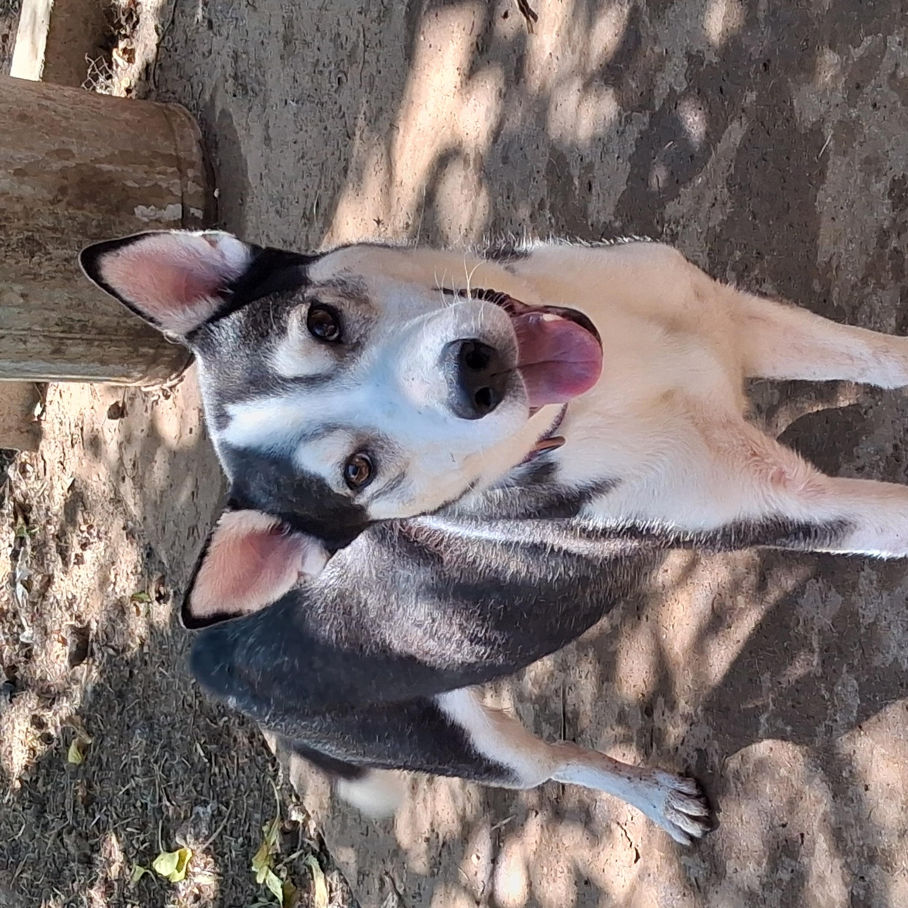 Enlarge Grandpa, a Adoptable mixed breed in Laramie, WY image 2/4