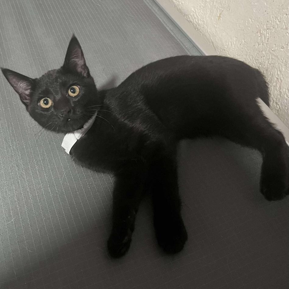 Drac