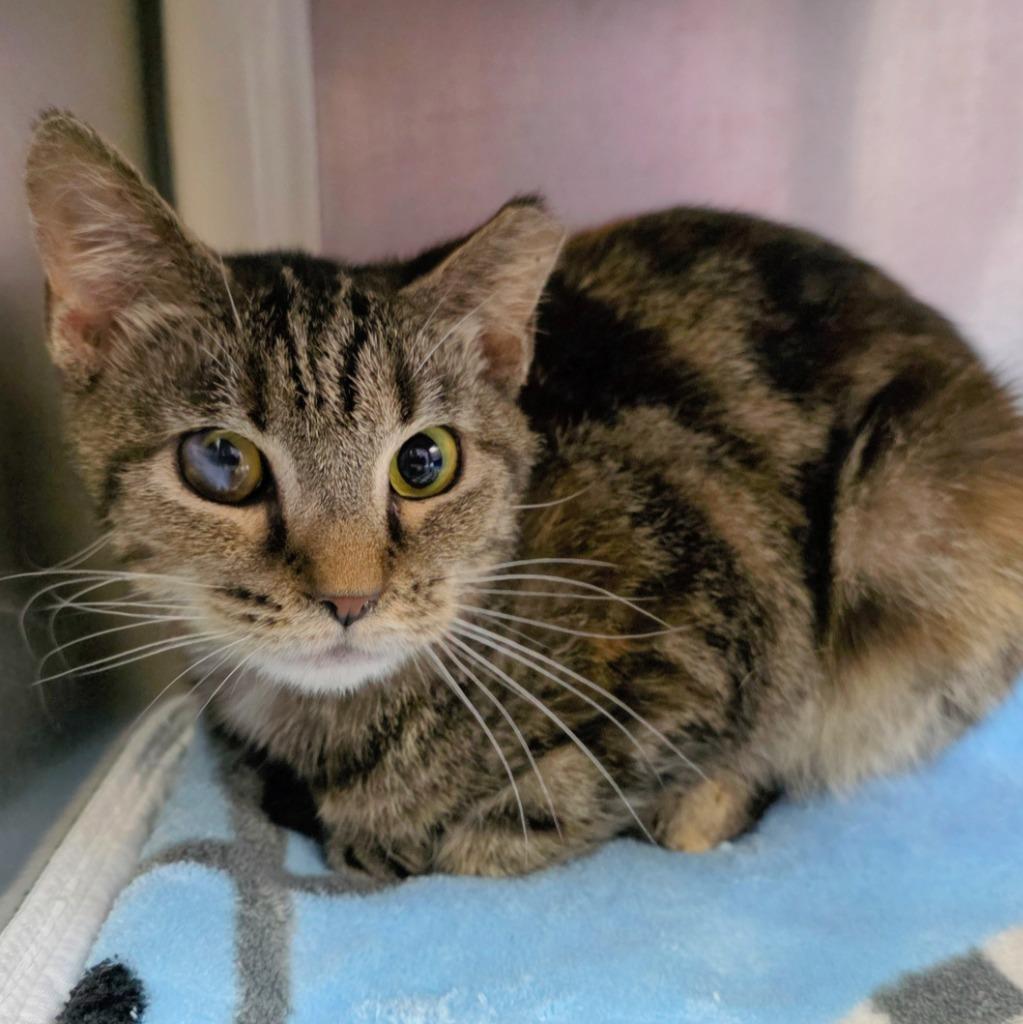 Joplin, Adoptable, Young Female Domestic Short Hair.