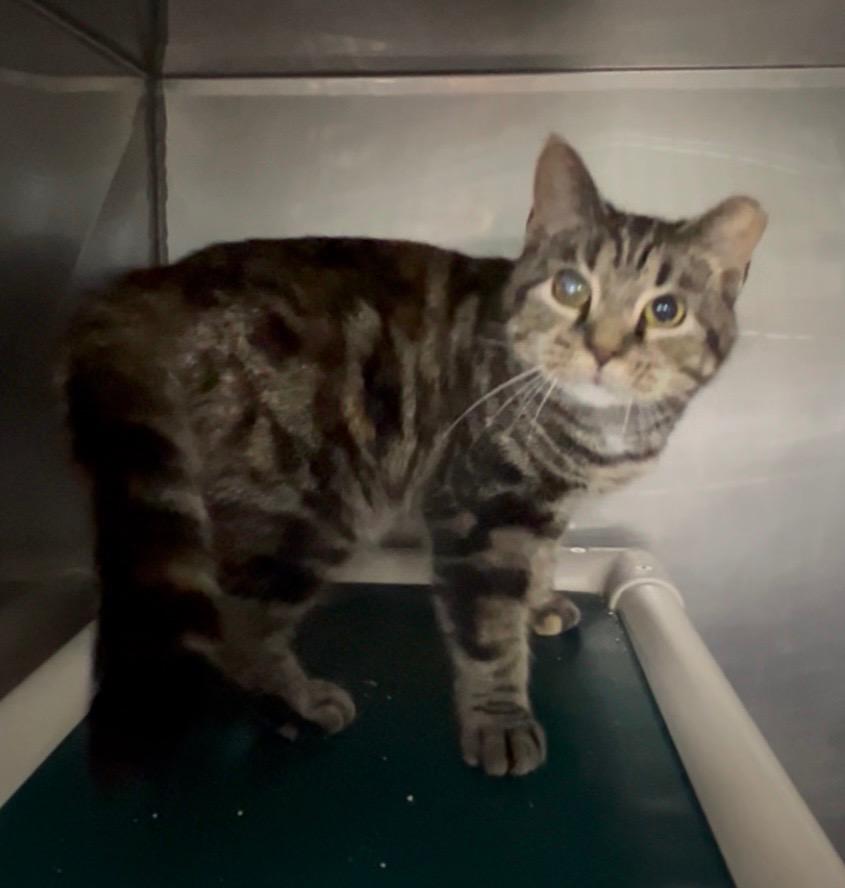 Enlarge Joplin, a Adoptable mixed breed in New Manchester, WV image 3/6