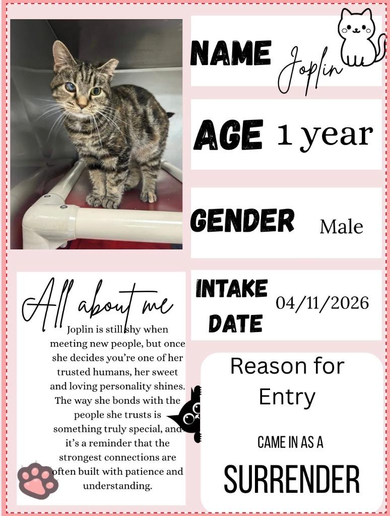 Enlarge Joplin, a Adoptable mixed breed in New Manchester, WV image 4/4