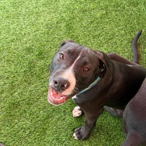 Boomer, a ADOPTABLE Mixed Breed in LEHIGH ACRES, FL image 6/6