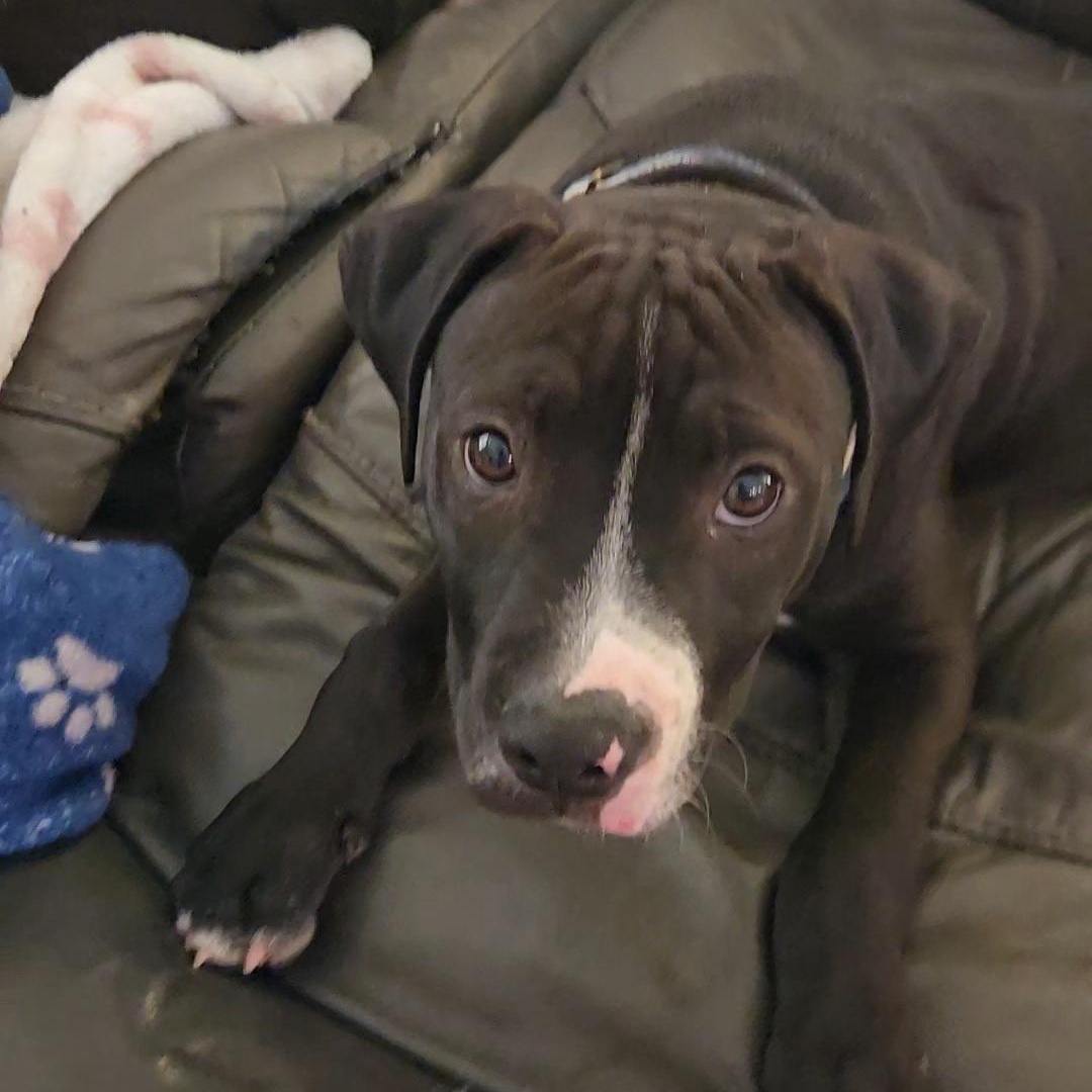 Enlarge Boomer, a ADOPTABLE Mixed Breed in LEHIGH ACRES, FL image 2/4