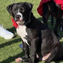 Boomer, ADOPTABLE, Young Male Mixed Breed.
