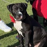 Boomer, a ADOPTABLE Mixed Breed in LEHIGH ACRES, FL image 5/6