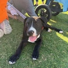 Boomer, a ADOPTABLE Mixed Breed in LEHIGH ACRES, FL image 6/6