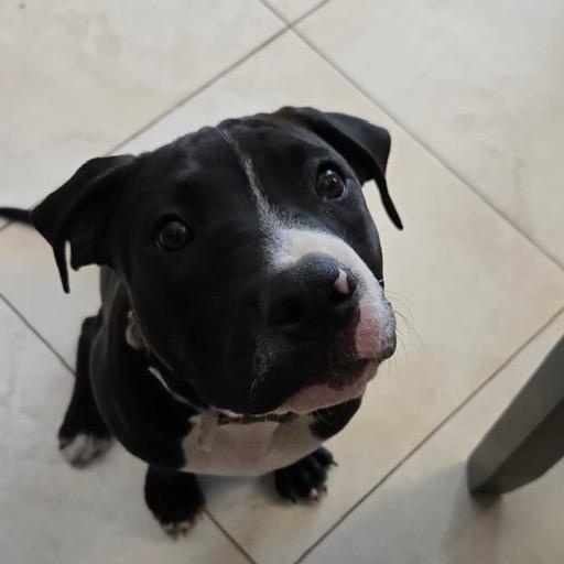 Enlarge Boomer, a ADOPTABLE Mixed Breed in LEHIGH ACRES, FL image 4/4