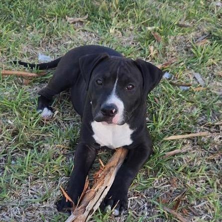 Enlarge Boomer, a ADOPTABLE Mixed Breed in LEHIGH ACRES, FL image 1/4