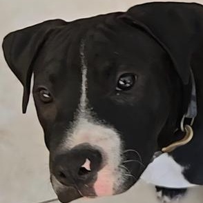 Enlarge Boomer, a ADOPTABLE Mixed Breed in LEHIGH ACRES, FL image 3/4